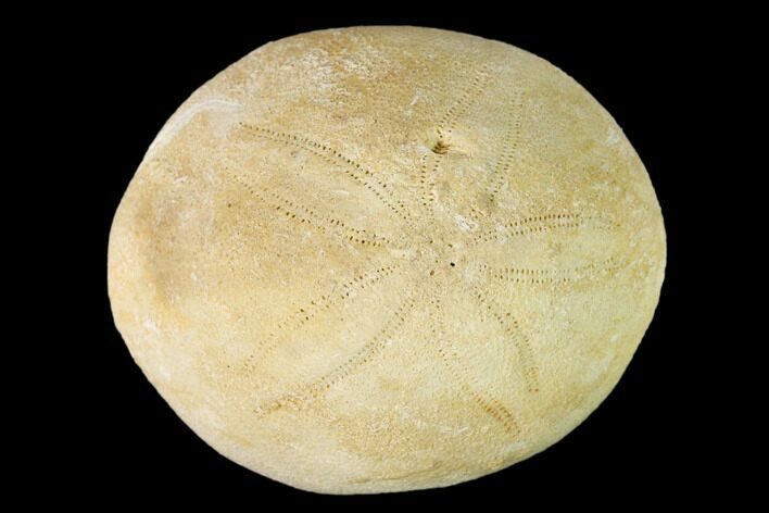 Eocene Sea Biscuit (Echinolampas) Fossil - North Carolina #147148